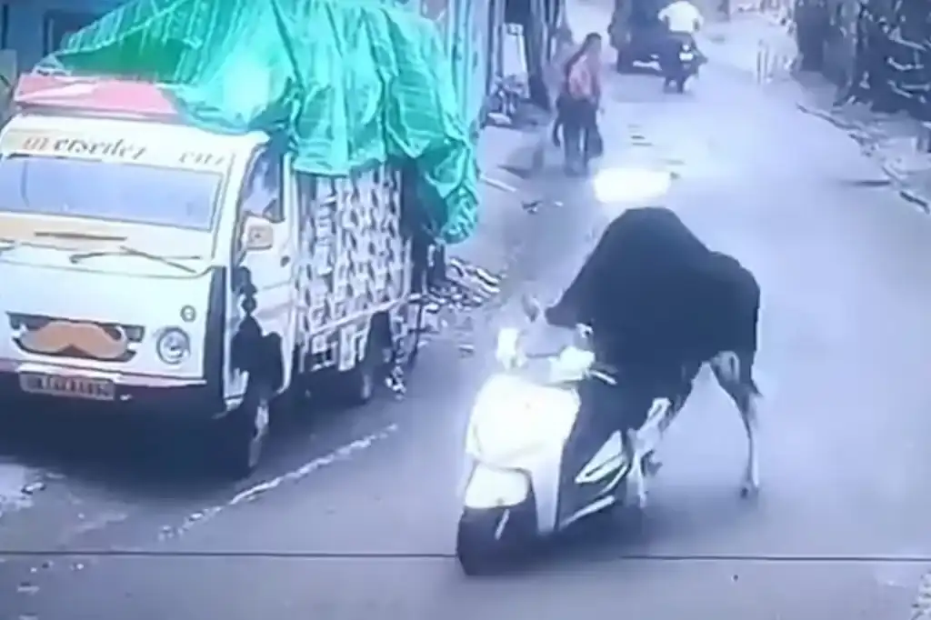 VIDEO: Un toro «se roba» una moto en India y causa furor en redes sociales