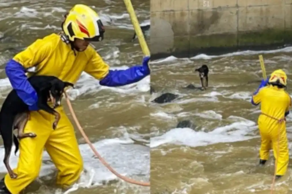 Vecinos rescatan a dos perritos arrojados a un canal de aguas negras en Naucalpan