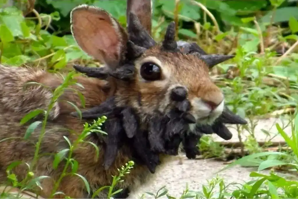 Conejos con tentáculos generan alarma en Estados Unidos