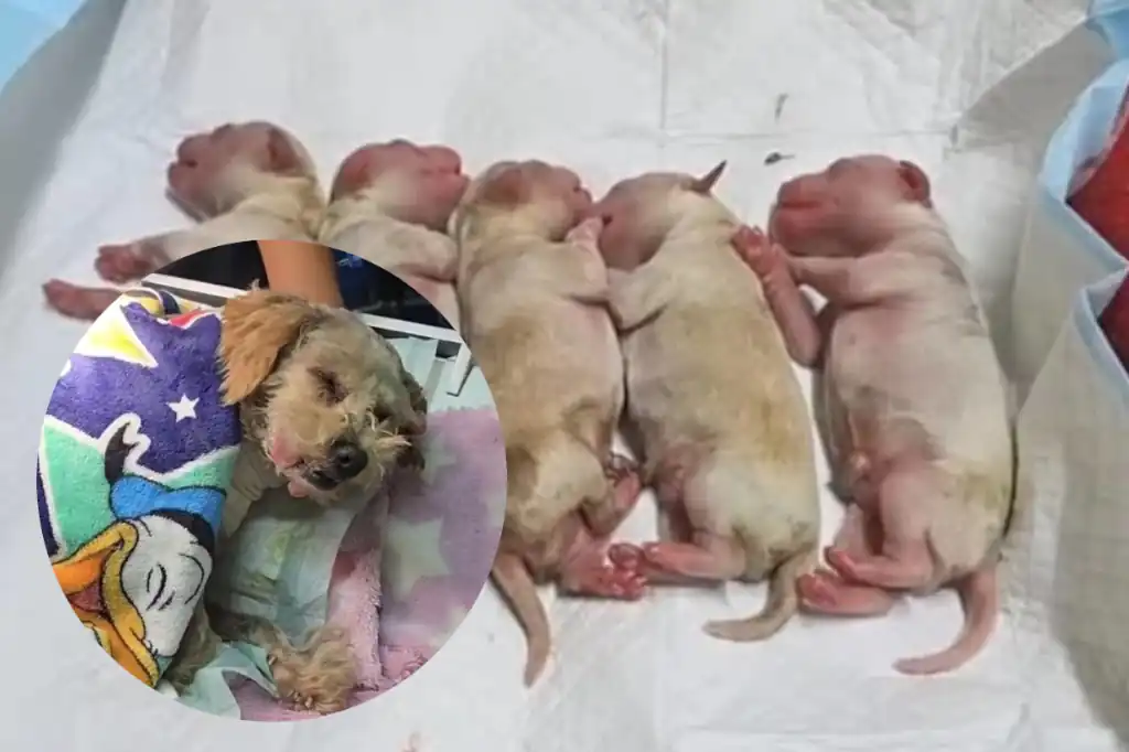 «Cereza», la perrita que sobrevivió a la explosión en Iztapalapa pero que necesita ayuda