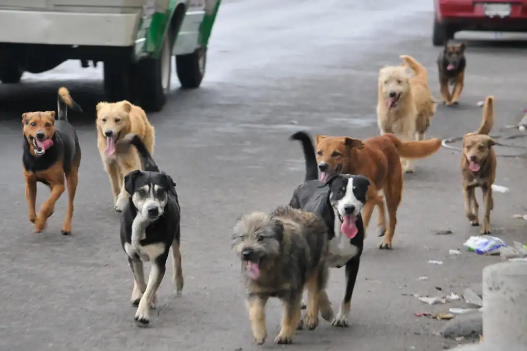 Lanzan «Operativo Perrito Peregrino» para proteger a animales durante festividades guadalupanas